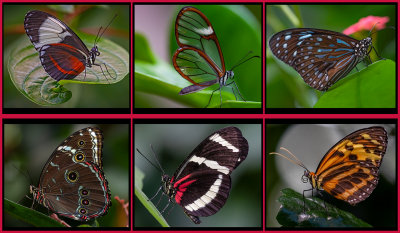 An Afternoon At The Butterfly House