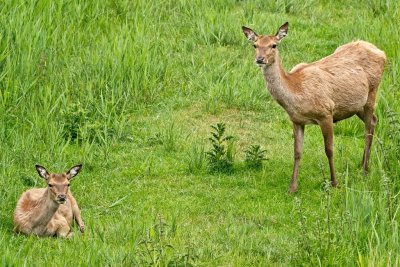 Red deer