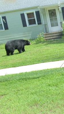 bearAug18.png