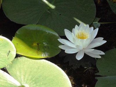 Water Lily at Gorman Nature Center