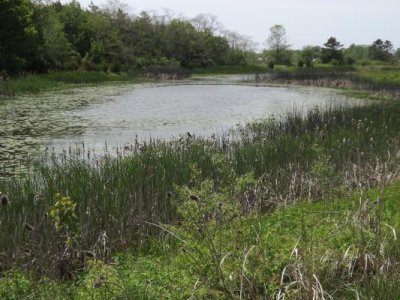 Pond in Illinois