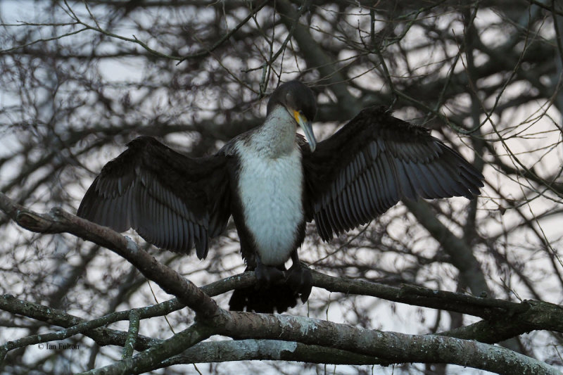 Cormorant, River Clyde at Dalmarnock, Glasgow