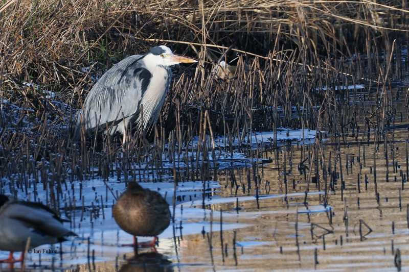 Grey Heron, Littleton Reservoir, Clyde