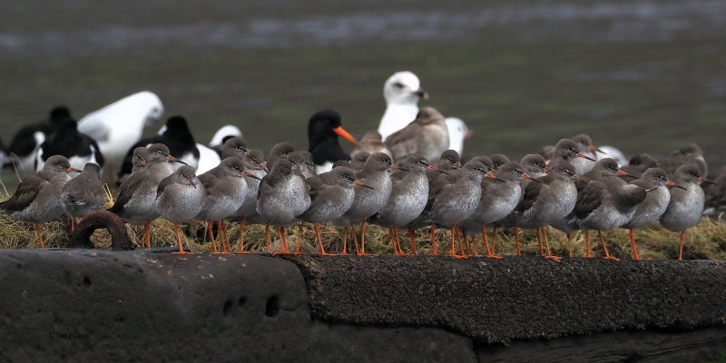 Redshank, Erskine, Clyde