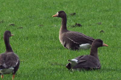 Greenland White-fronted Geese, Croftamie, Clyde