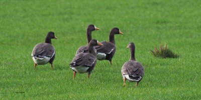 Greenland White-fronted Geese, Croftamie, Clyde