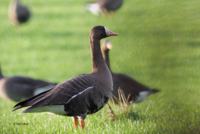 Greenland White-fronted Goose, Croftamie, Clyde