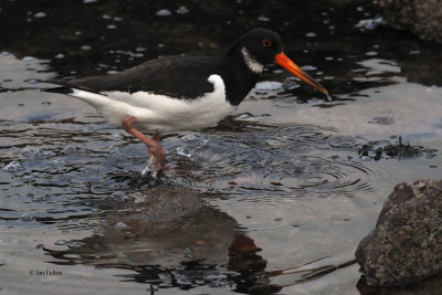 Oystercatcher, Cardwell Bay-Gourock, Clyde