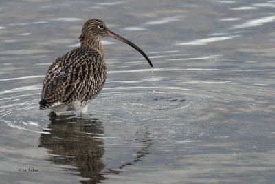 Curlew, Cardwell Bay-Gourock, Clyde