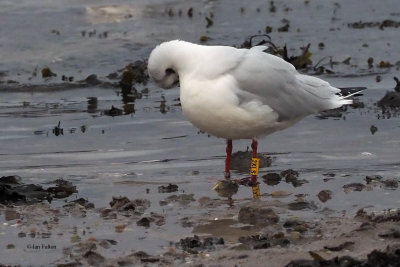 Black-headed Gull, Cardwell Bay-Gourock, Clyde