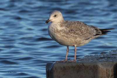 Herring Gull, Hogganfield Loch, Glasgow