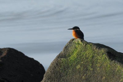Kingfisher, Milarrochy Bay, Clyde