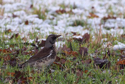 Fieldfare, Croftamie, Clyde