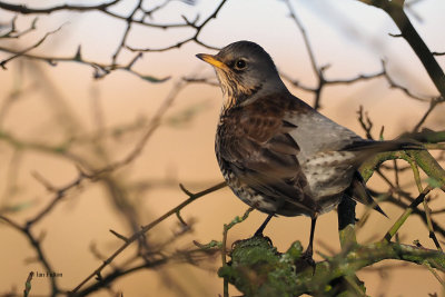 Fieldfare, Ryat Linn Reservoir, Clyde