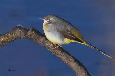 Grey Wagtail, Ryat Linn Reservoir, Clyde