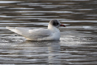 Mediterranean Gull, Richmond Park-Shawfield, Glasgow