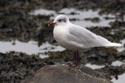 Mediterranean Gull, Cardwell Bay-Gourock, Clyde