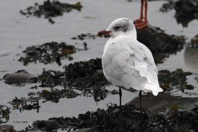 Mediterranean Gull, Cardwell Bay-Gourock, Clyde