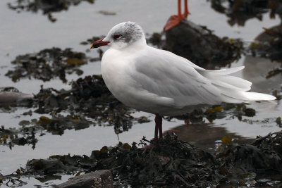 Mediterranean Gull, Cardwell Bay-Gourock, Clyde