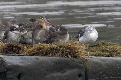 Black-tailed Godwit & Greenshank, Erskine, Clyde