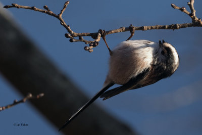 Long-tailed Tit, Dalmarnock-Glasgow, Clyde