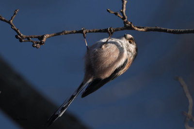 Long-tailed Tit, Dalmarnock-Glasgow, Clyde