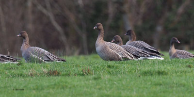 Pink-footed Geese, RSPB Loch Lomond, Clyde