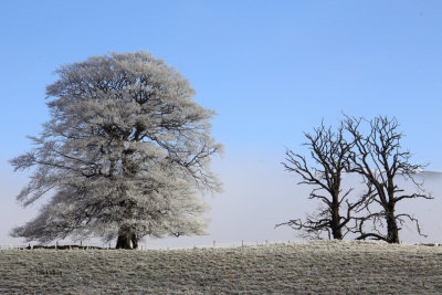 Frosty & foggy morning near Strathblane