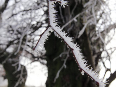 Frosty & foggy morning near Strathblane