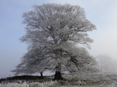 Frosty & foggy morning near Strathblane