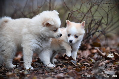 World's smallest Pomsky puppy