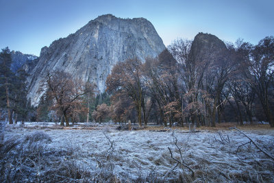 The meadow