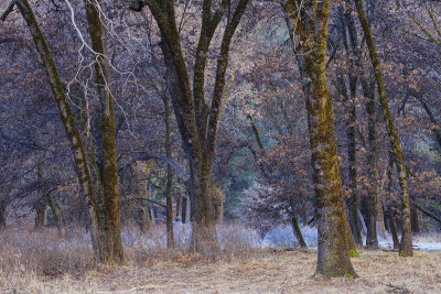 Color of the woods