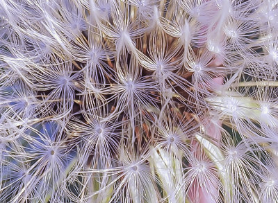 Seeded dandelion head