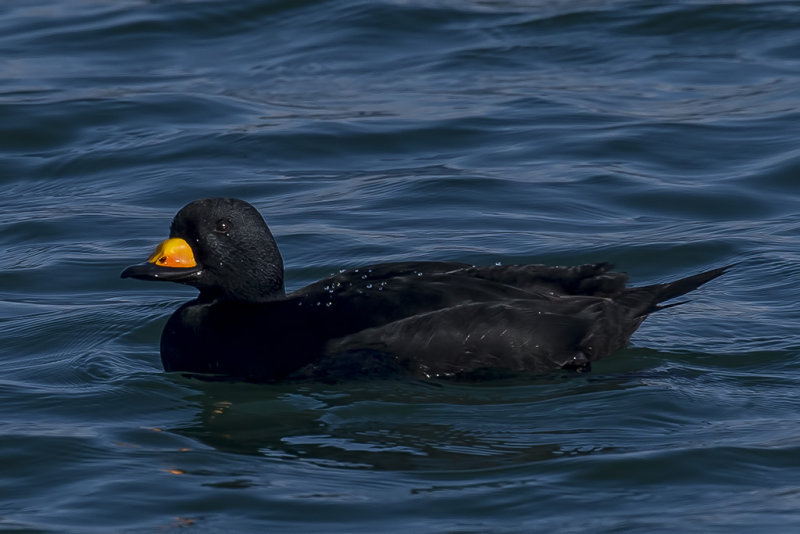 1/12/2019  Black scoter