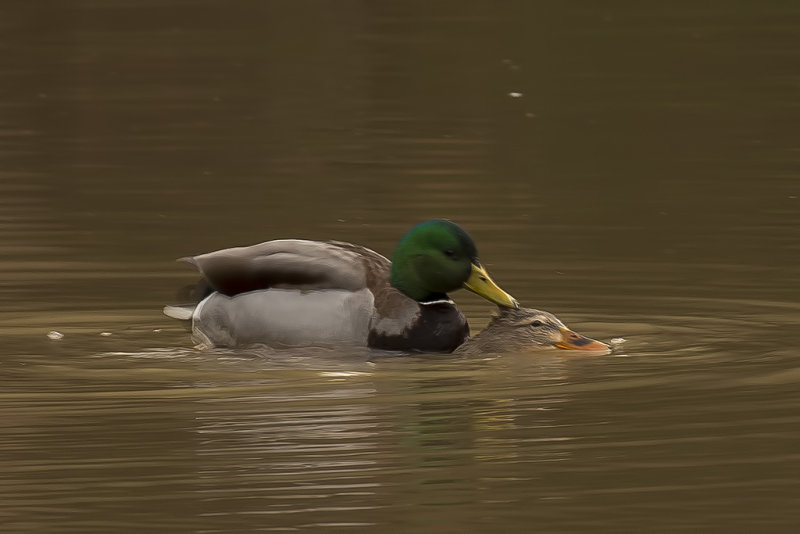 1/17/2019  Mallard duck porn