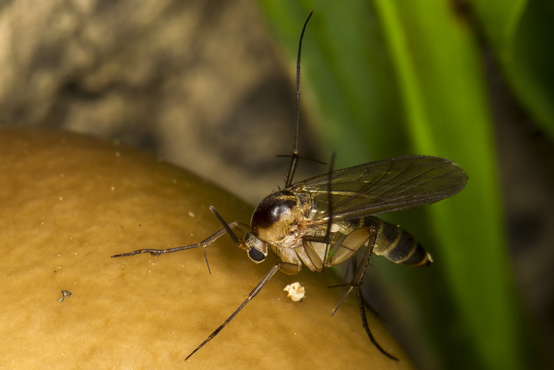 1/25/2019  Fungus gnat