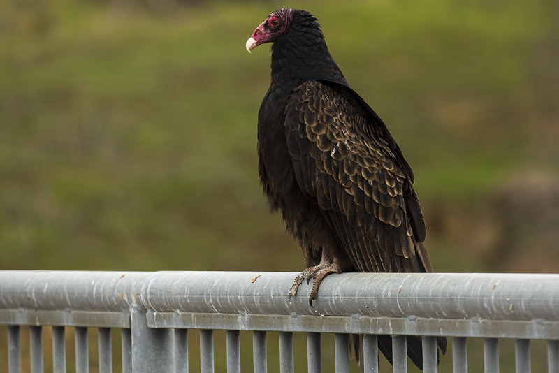 1/28/2019  Turkey Vulture
