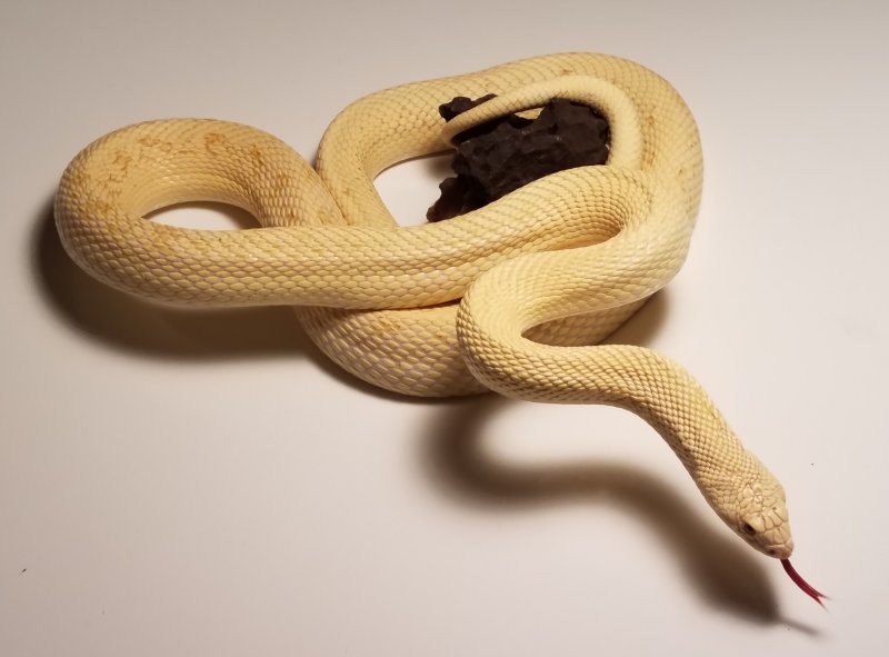 Albino Patternless Southern Pine