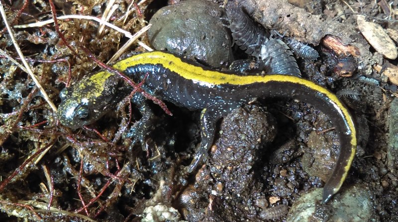 Long-toed Salamander