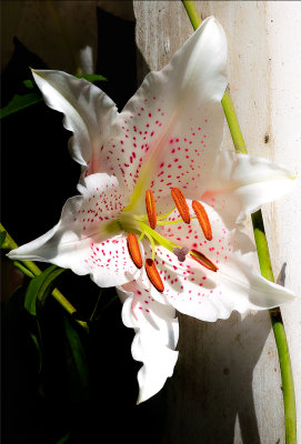 Stargazer_Lily
