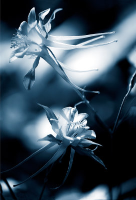 Floral_1_Blue