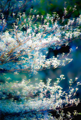 Floral_2