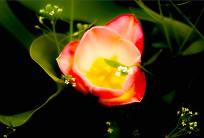 Floral_25