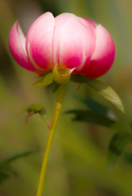 Floral_32
