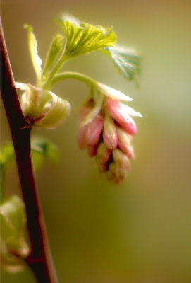 Floral_52
