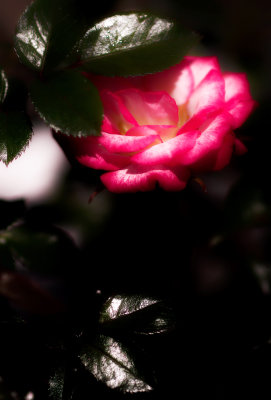 Floral_54