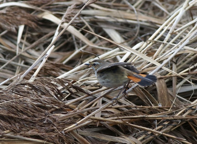 Bluethroat (Cyanecula svecica)