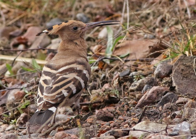 Eurasian Hoopoe (Upupa epops)