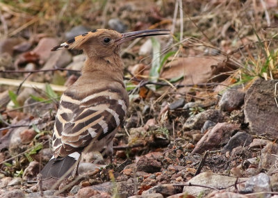 Eurasian Hoopoe (Upupa epops) 